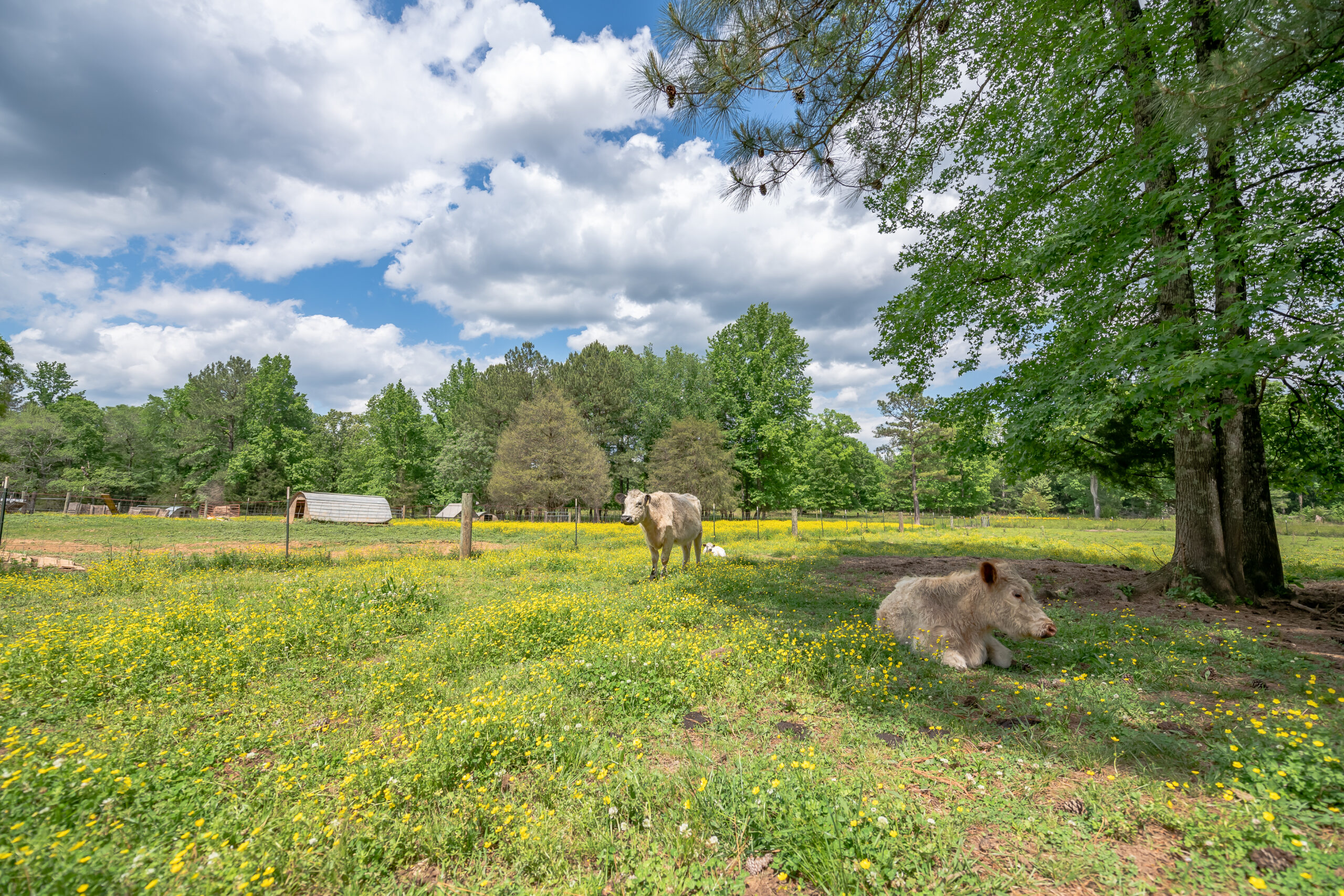 The Story of a Family Farm